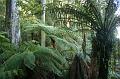 Tree fern gully, Pirianda Gardens IMG_7035